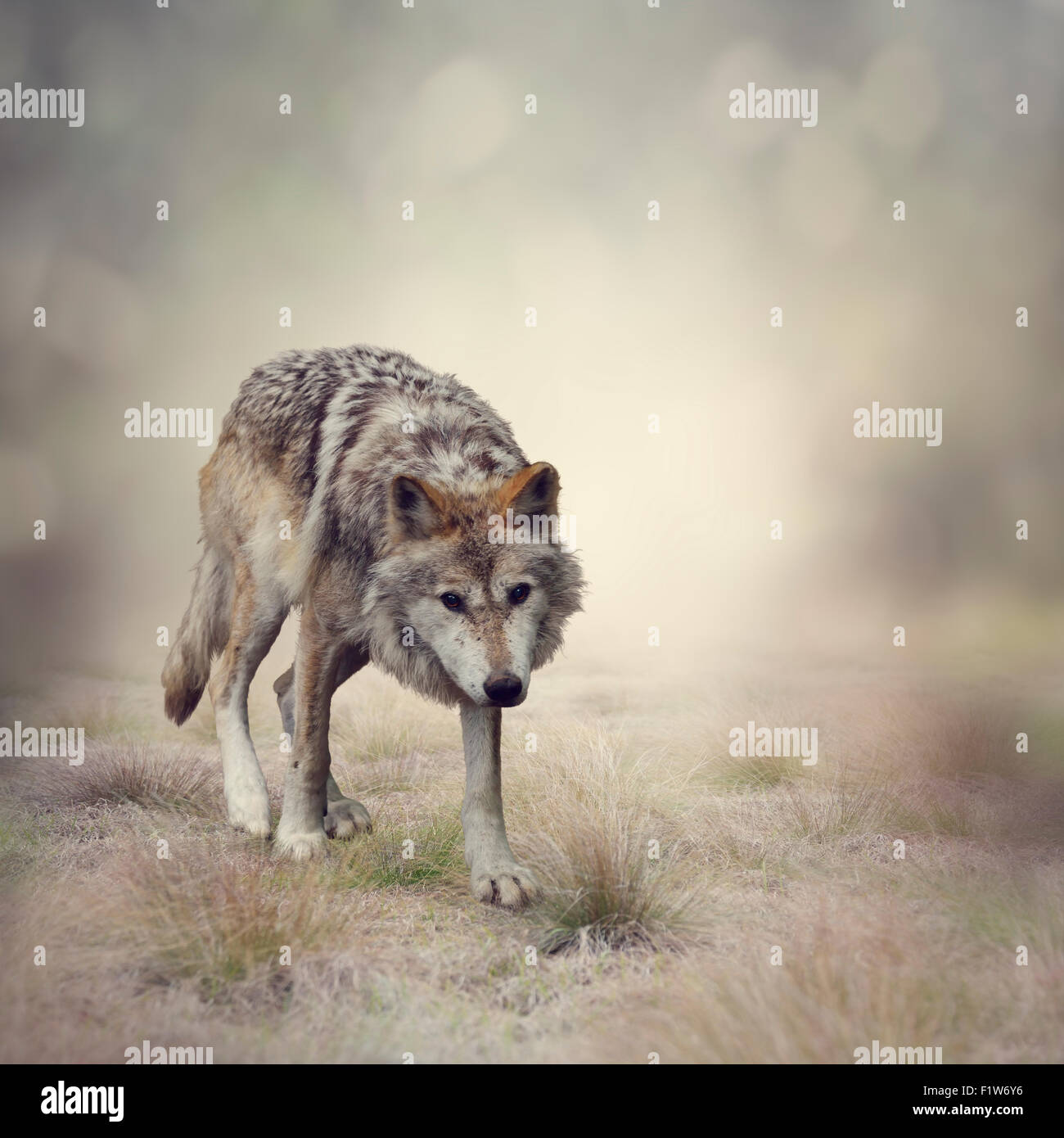 Retrato de lobo gris caminando Foto de stock