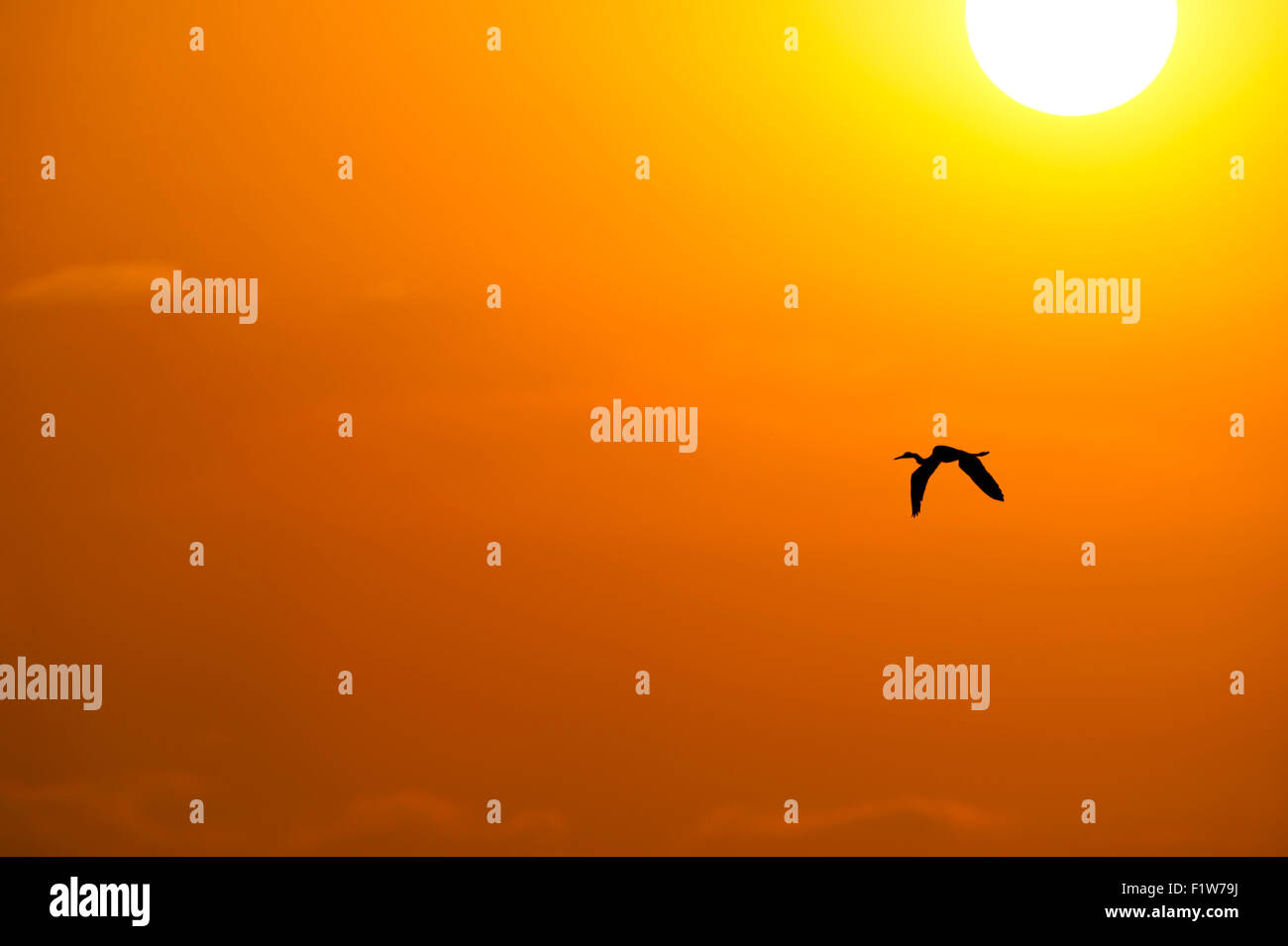 Silueta de aves volar es un gran pájaro volando contra un sol amarillo y naranja brillante con el sol alto en el cielo en un s Foto de stock
