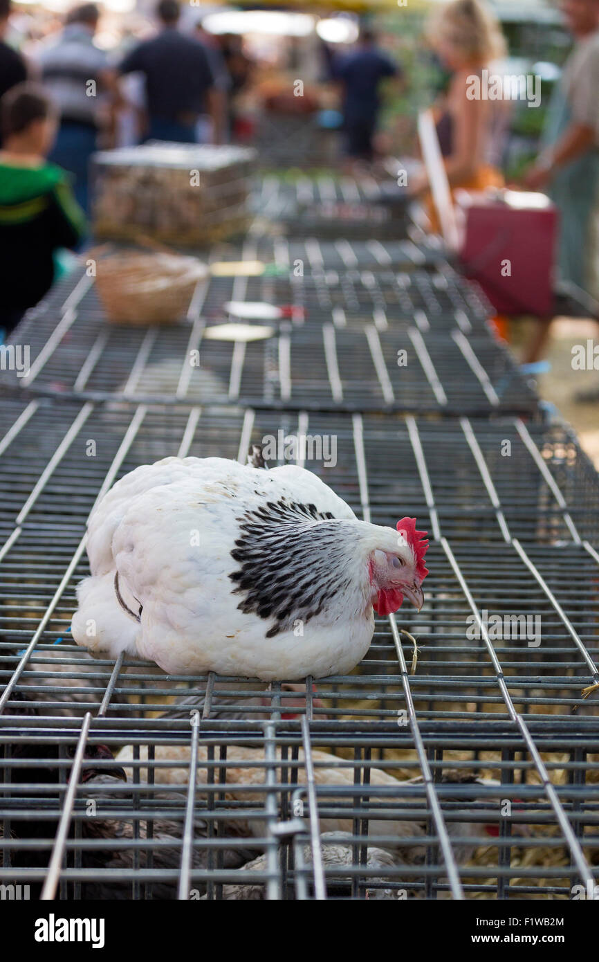 Aves en venta en mercado Rouillac, Charente Maritime, en el sur oeste de Francia Foto de stock