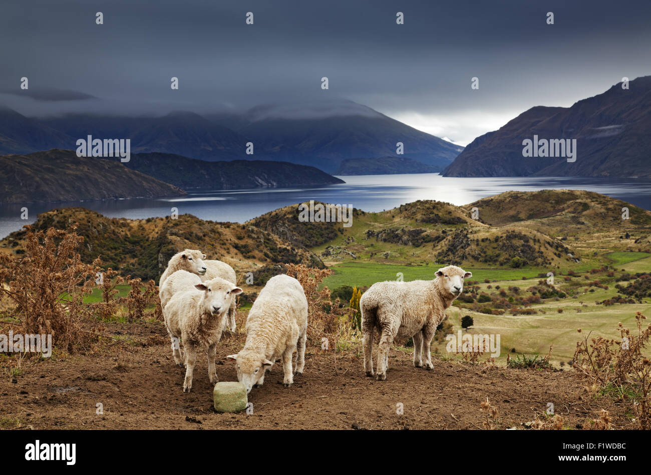 Ovejas lamiendo la sal, Monte Roys, Wanaka, Nueva Zelanda Foto de stock