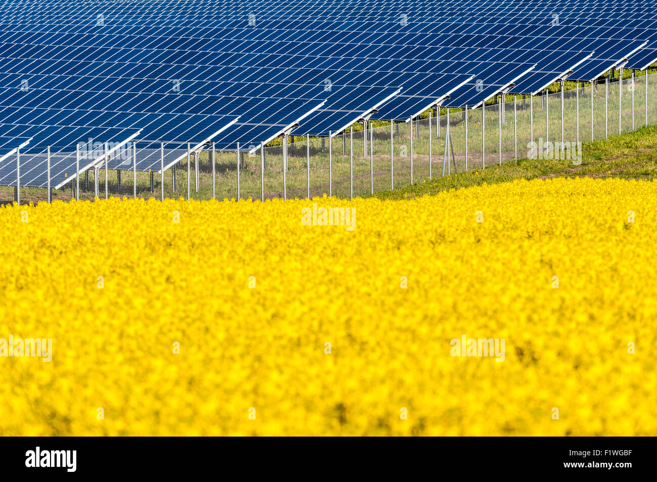 Vor Solarpanele blühendem Rapsfeld Foto de stock