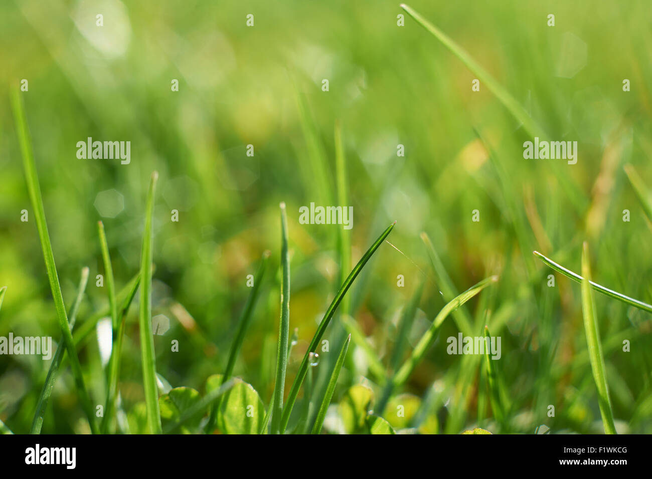 Vista cercana de briznas de hierba con espacio para copiar Foto de stock