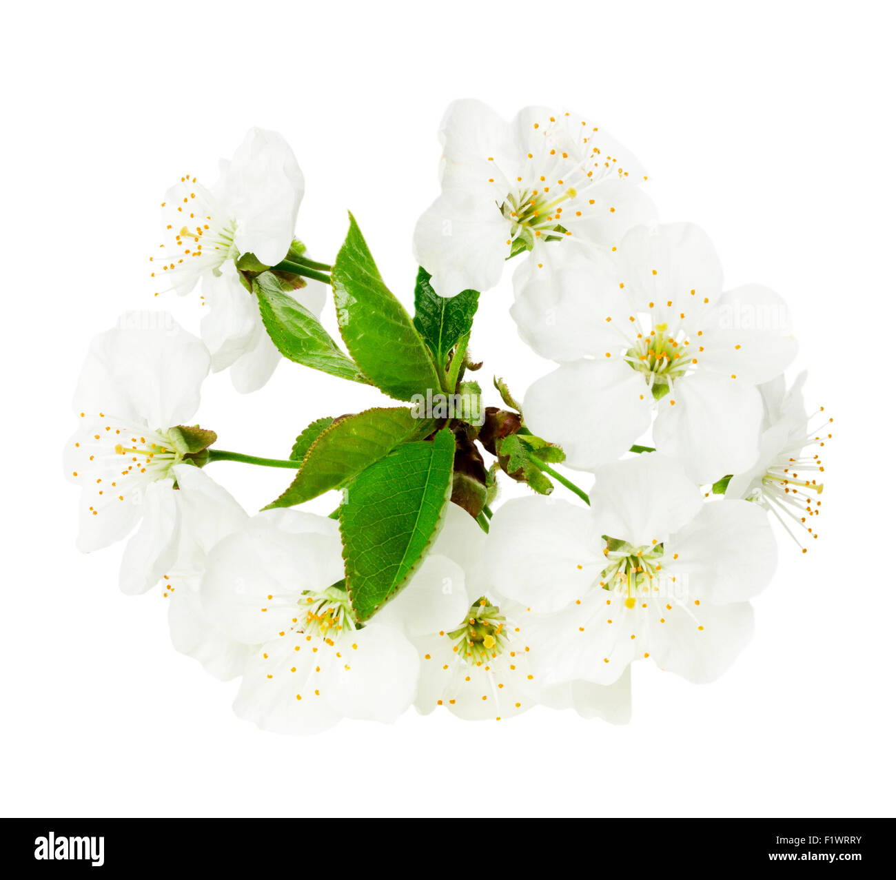 Apple Blossom en el fondo blanco. Foto de stock