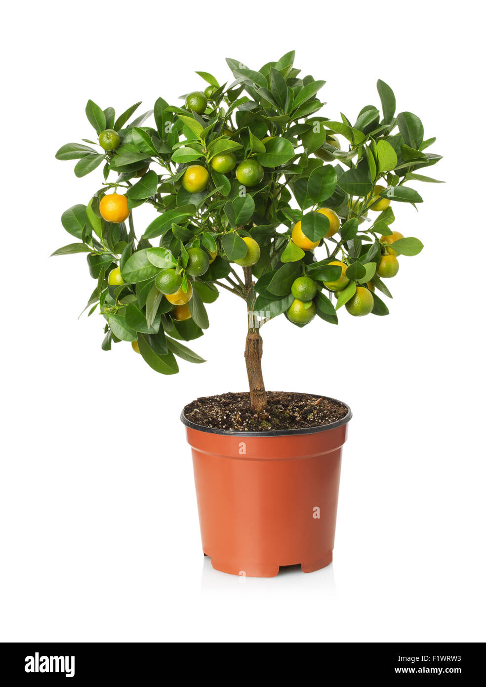 Árbol de mandarina en la olla sobre el fondo blanco. Foto de stock