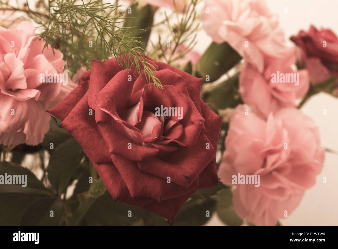 Bouquet de rosas de colores rojo y rosa aislado en el fondo blanco. Foto de stock