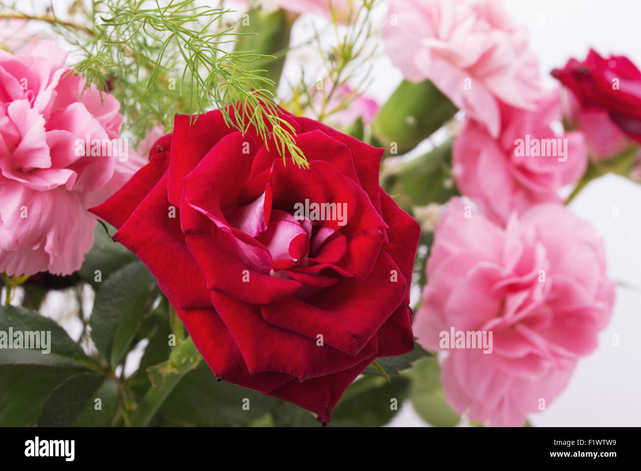 Bouquet de rosas de colores rojo y rosa aislado en el fondo blanco. Foto de stock