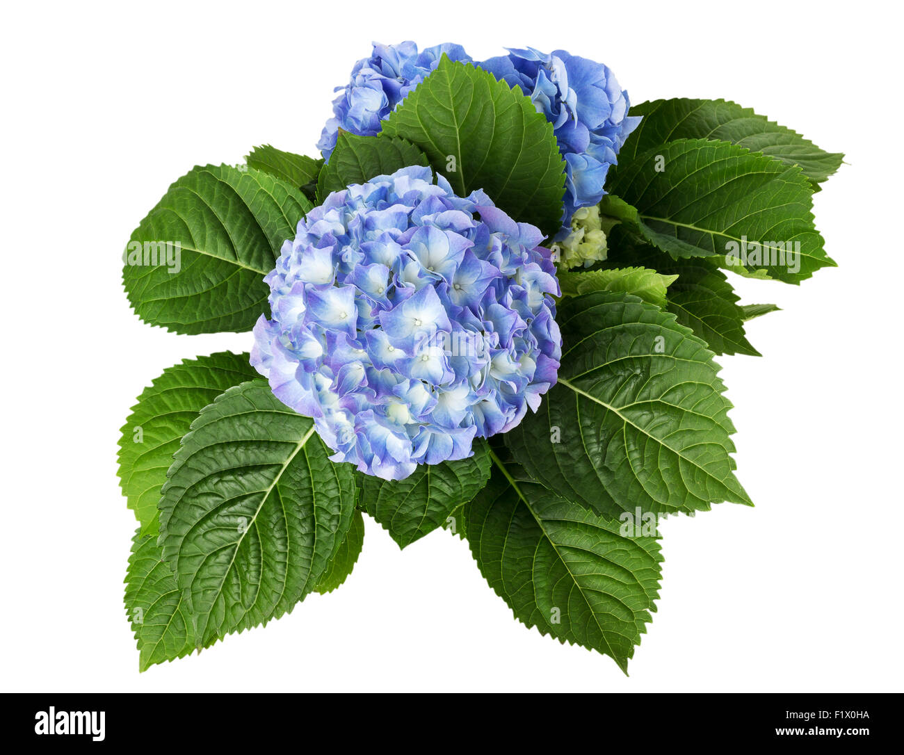 Flores azules aislados en el fondo blanco. Foto de stock