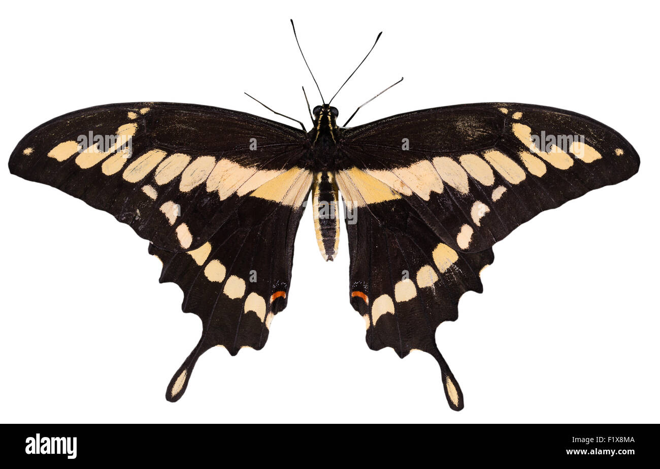 Negro con mariposa amarilla aislado en el fondo blanco. Foto de stock