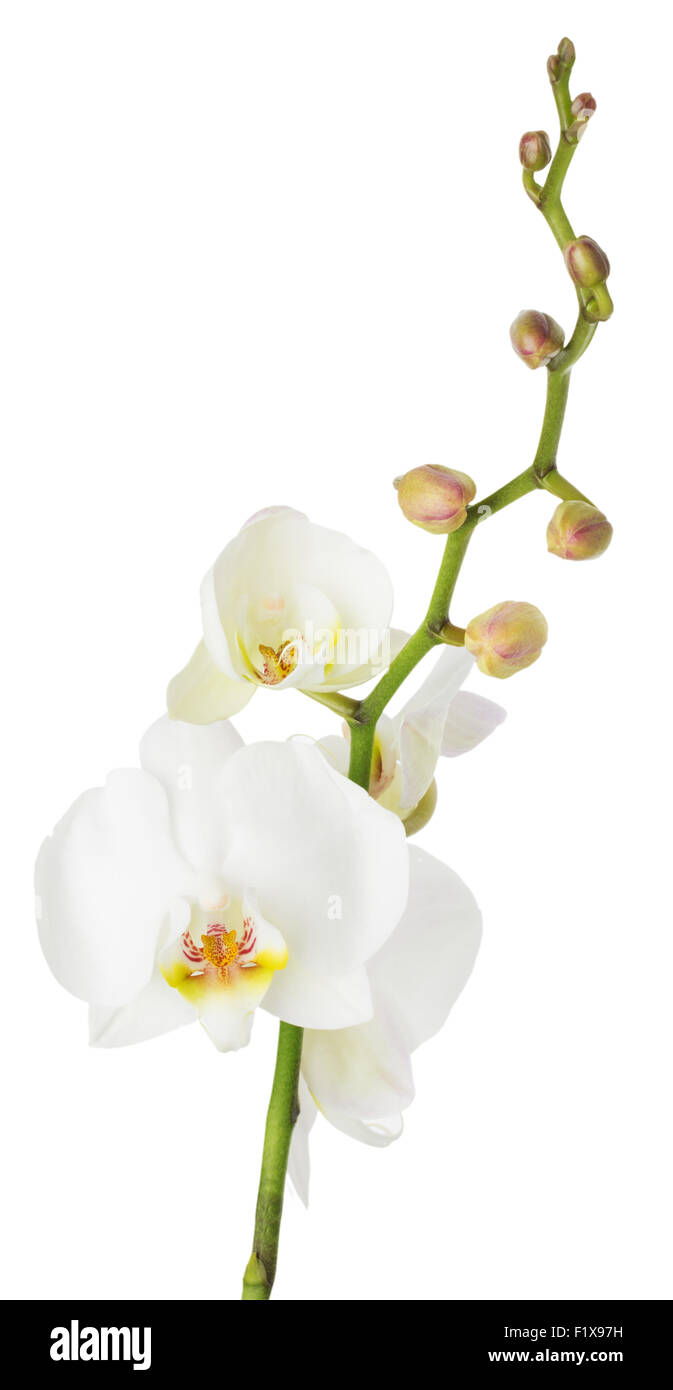 Orquídeas Rojas Sobre Un Fondo Blanco Fotos Retratos Imágenes Y  Fotografía De Archivo Libres De Derecho Image 16130290
