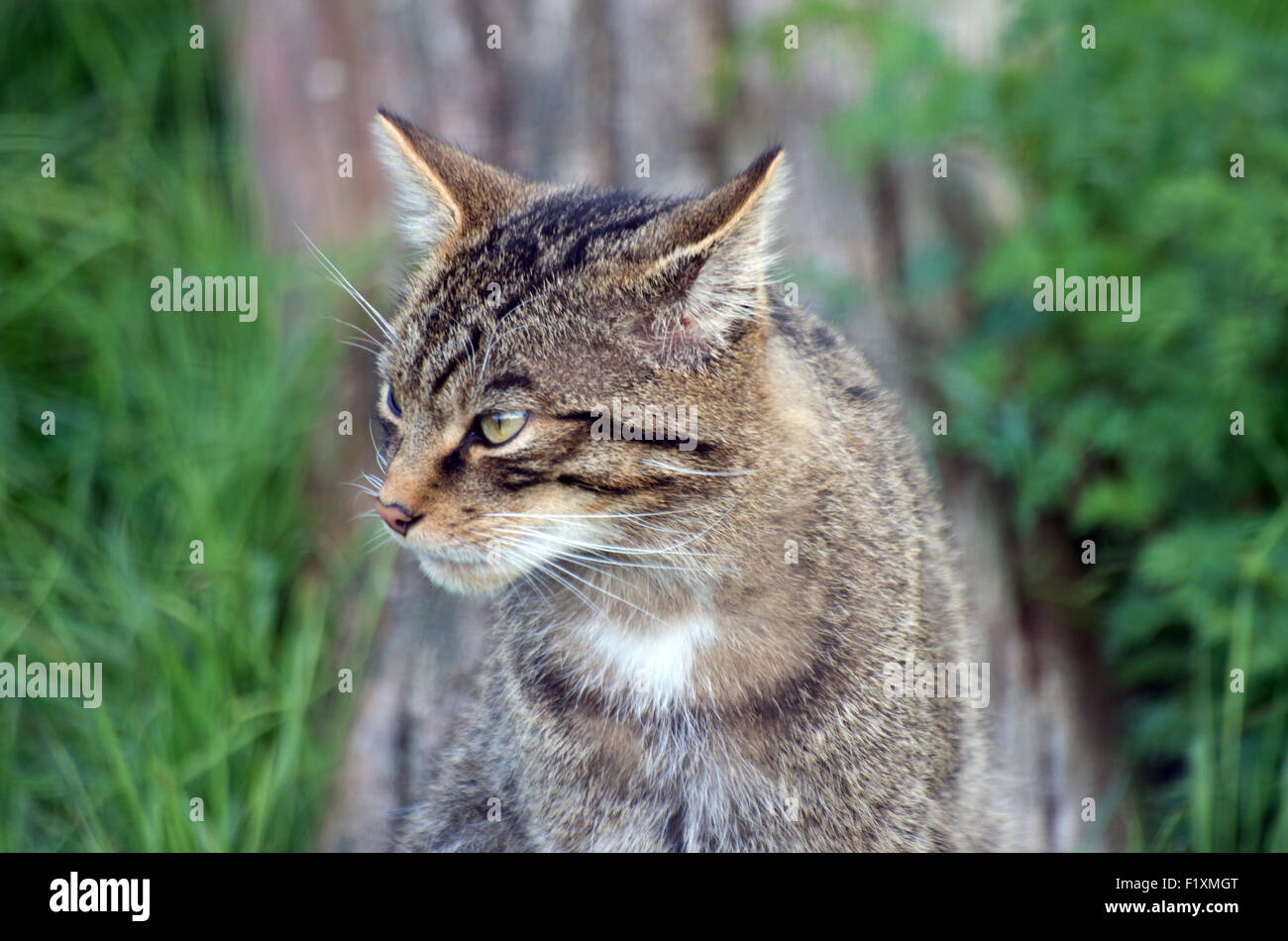Scottish wild cat head fotografías e imágenes de alta resolución - Alamy