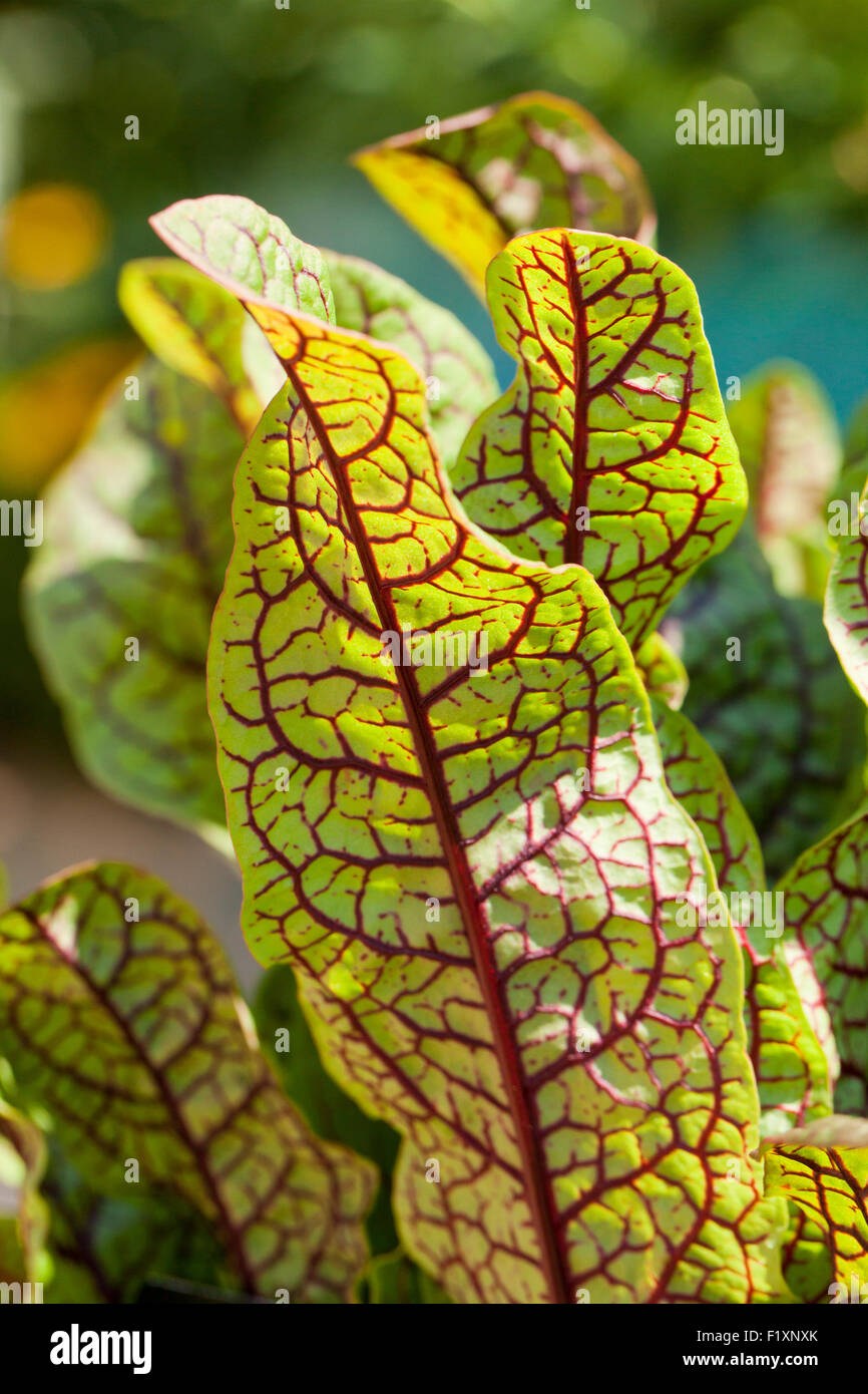 Acedera común jardín aka acedera (Rumex acetosa Fotografía de stock Alamy