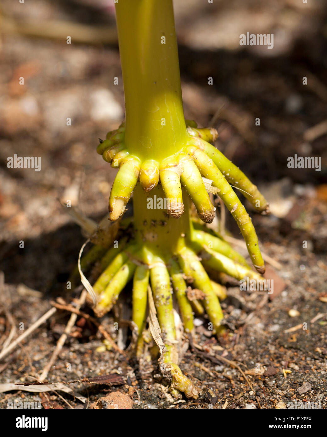 Raiz de maiz fotografías e imágenes de alta resolución Alamy