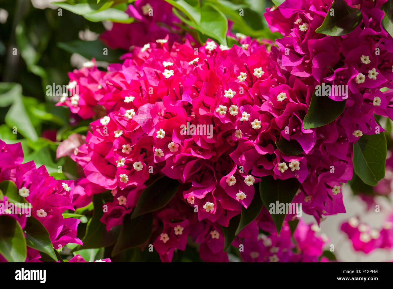 Flores de buganvillas. Foto de stock