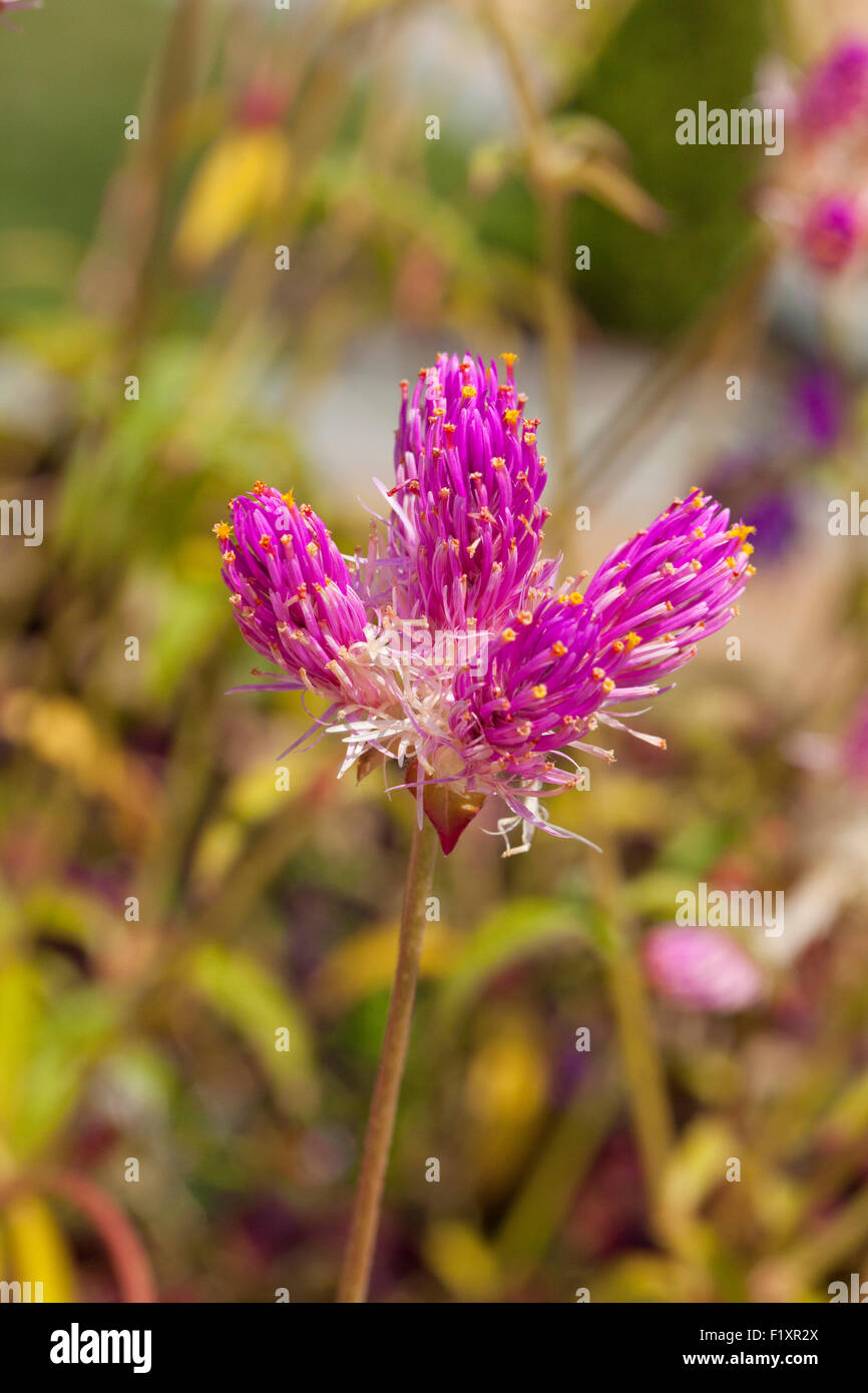 Globo flor de amaranto (Gomphrena globosa) - EE.UU. Foto de stock