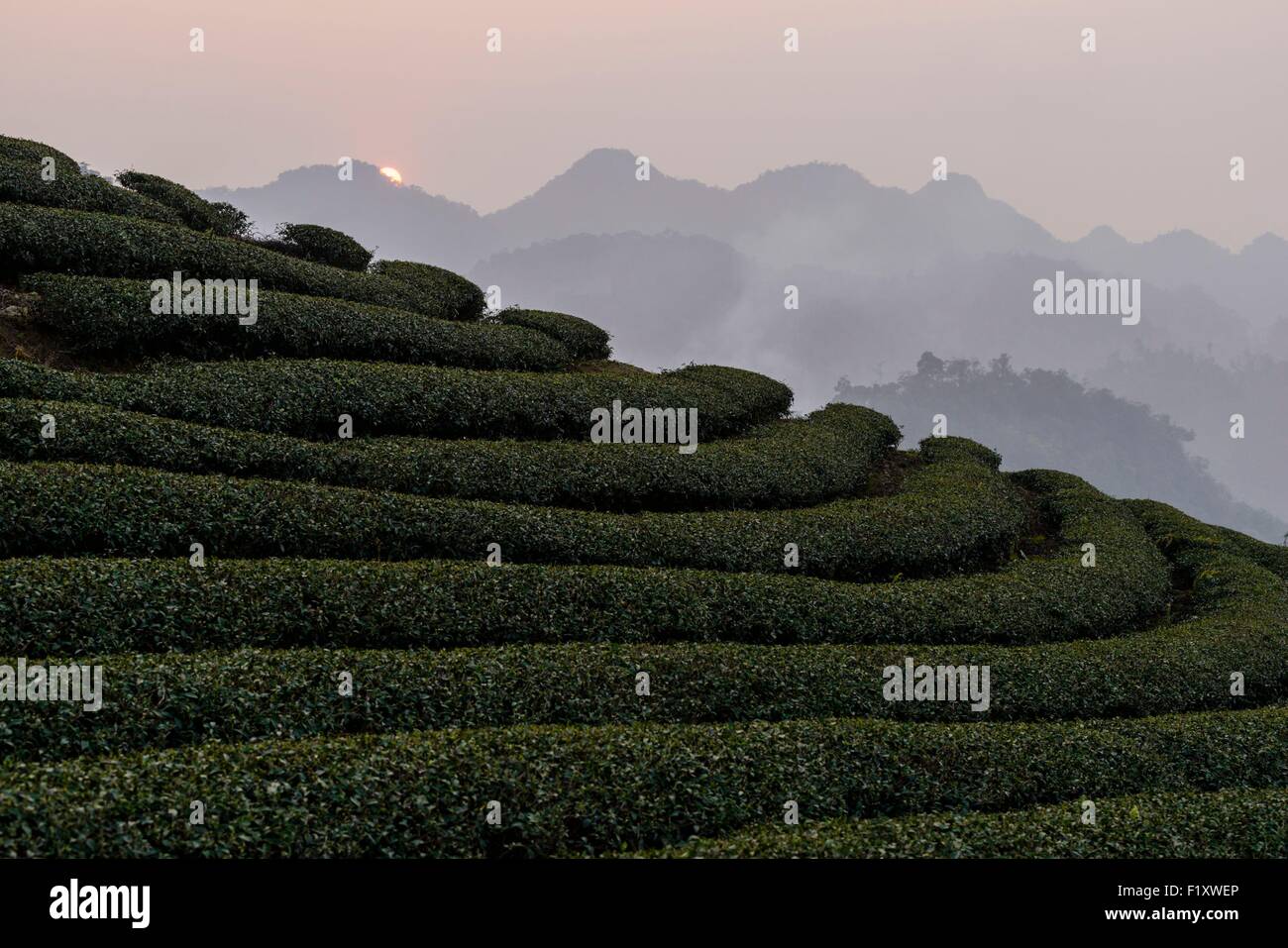 Vietnam, hijo de la provincia, Moc Chau, plantaciones de té Foto de stock