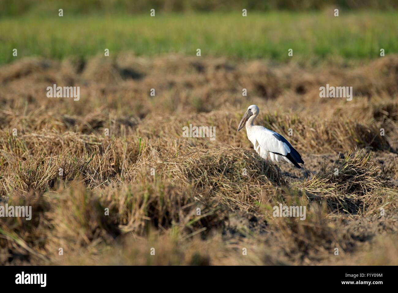 Tailandia, Asian openbill (Anastomus oscitans) Foto de stock