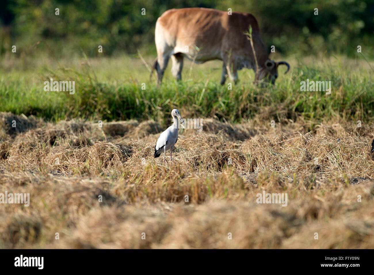 Tailandia, Asian openbill (Anastomus oscitans) Foto de stock