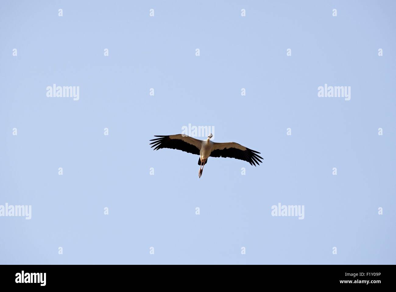 Tailandia, Asian openbill (Anastomus oscitans), volando Foto de stock