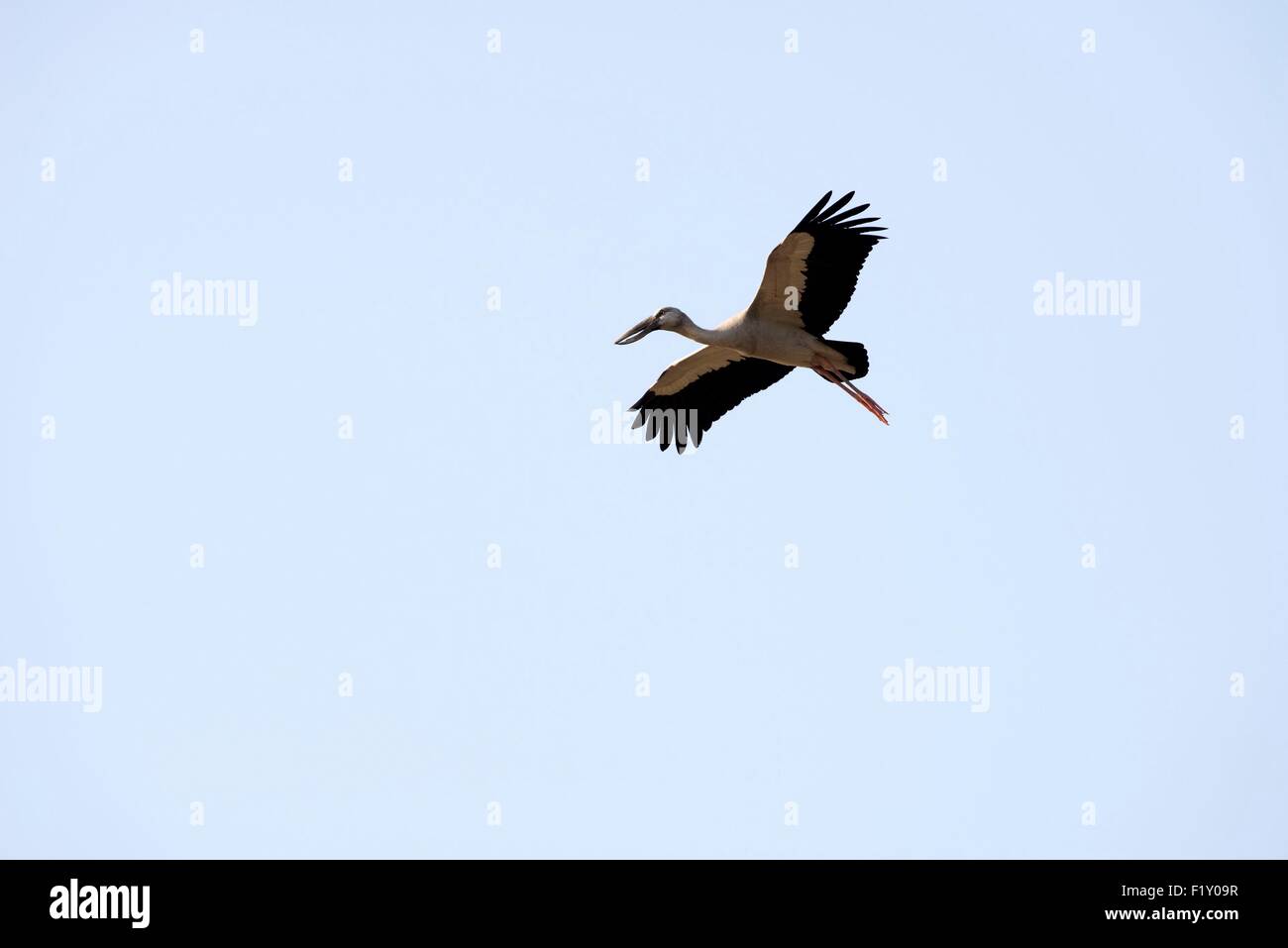 Tailandia, Asian openbill (Anastomus oscitans), volando Foto de stock