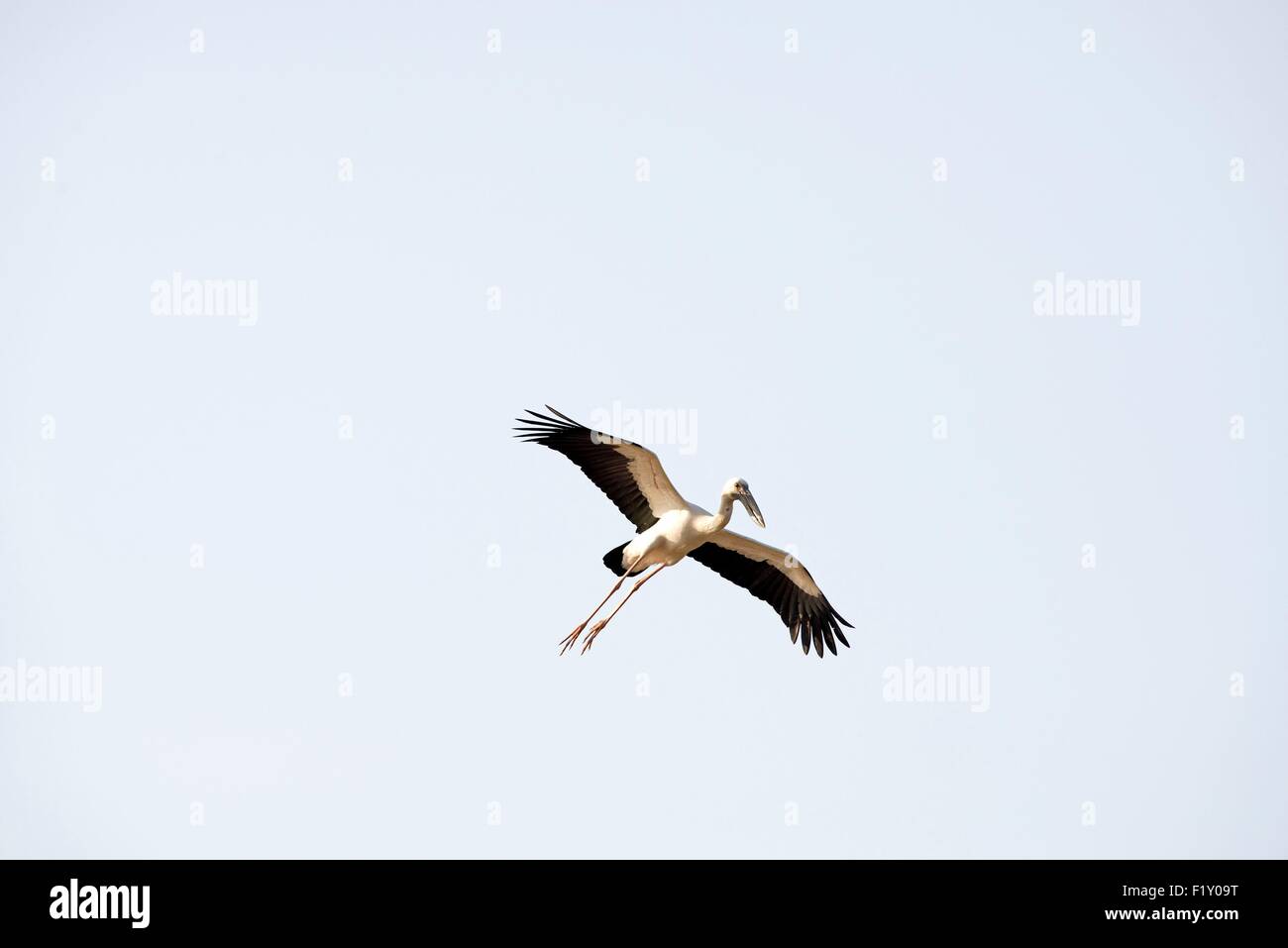 Tailandia, Asian openbill (Anastomus oscitans), volando Foto de stock