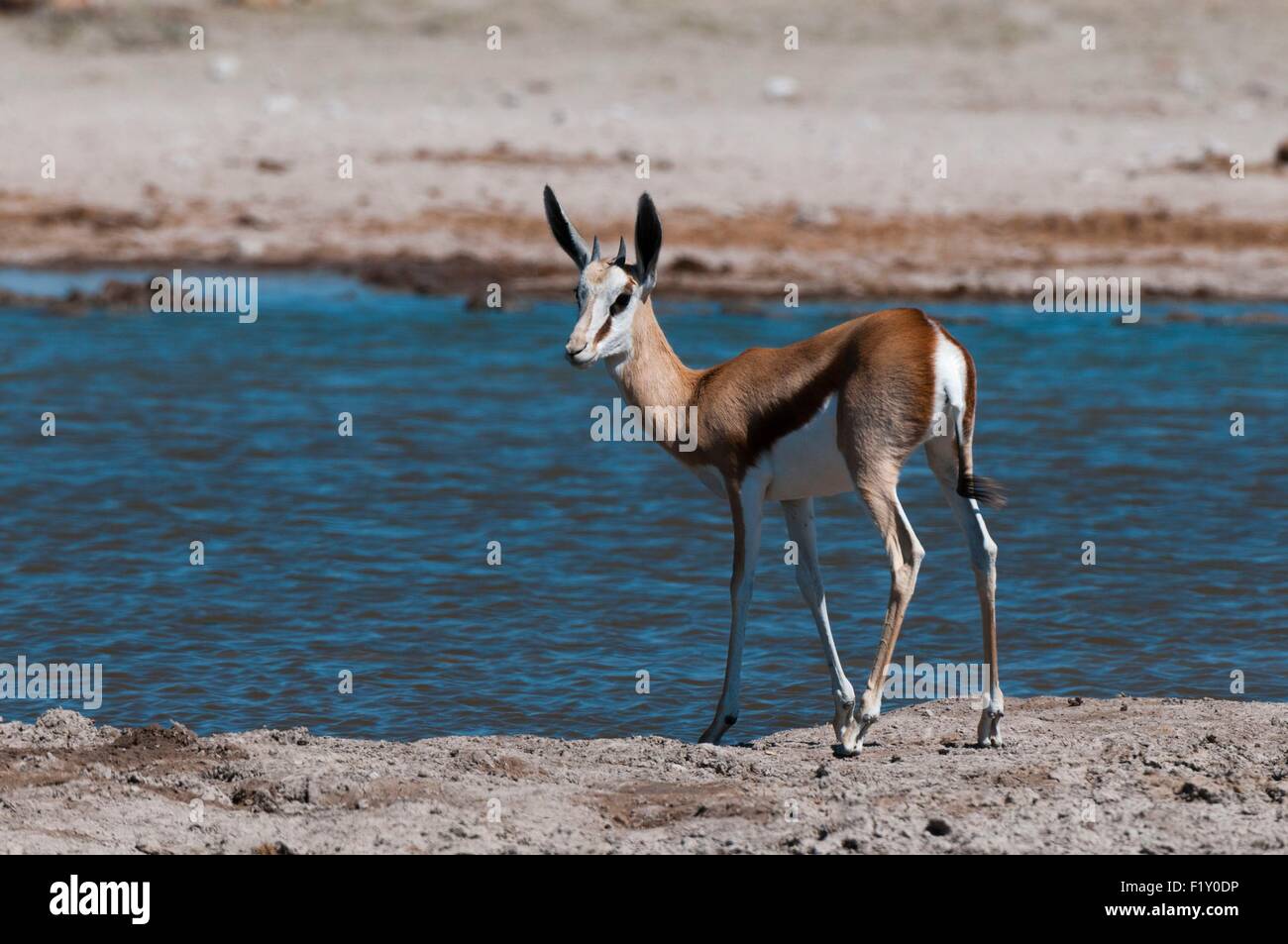 Botswana, Parque Nacional de Nxai Pan, Springbok (Antidorcas marsupialis) en waterhole Foto de stock