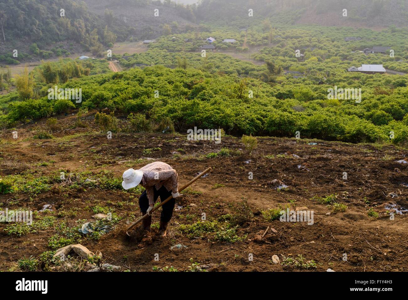 Vietnam, hijo de la provincia, Moc Chau, trabajando en los huertos Foto de stock