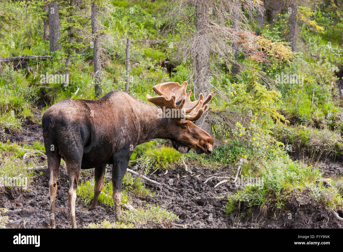 Canadá,la cornamenta,Moose,Bosque Foto de stock