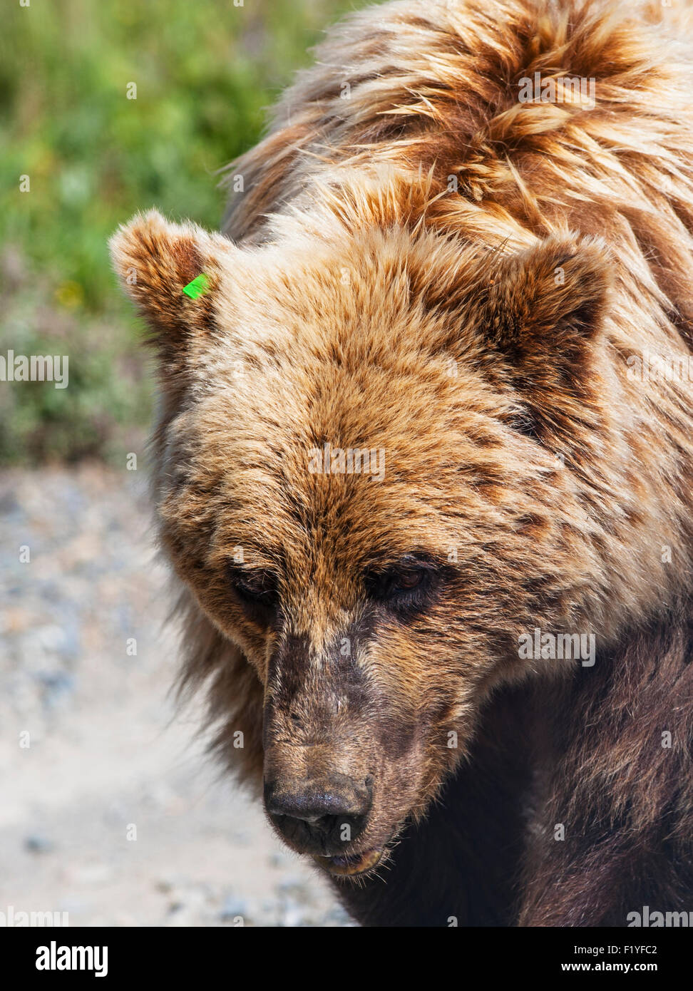 Tag,Alaska,Denali,Grizzly Bear,Cerrar Fotografía de stock Alamy