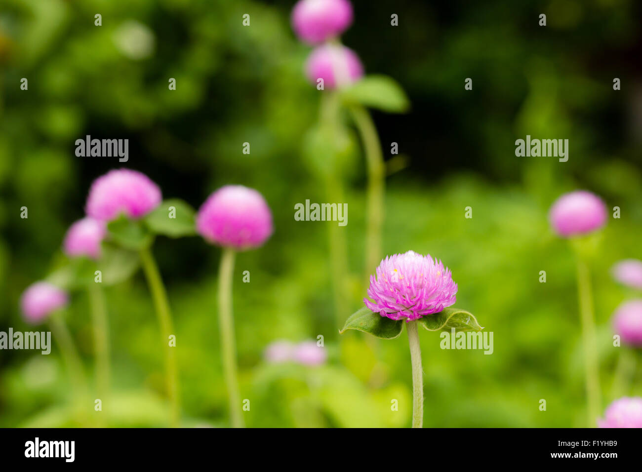 El globo púrpura Flor de amaranto en el jardín Foto de stock