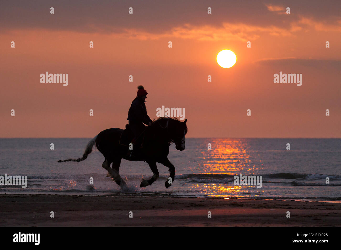 Trenzas de caballo fotografías e imágenes de alta resolución  Página 7   Alamy