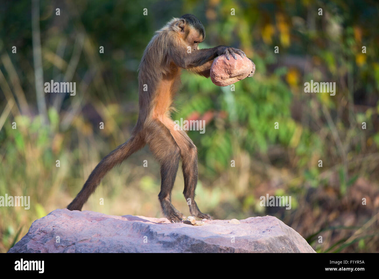 Tufted capuchino (Cebus apella) Menores utilizando piedra de crack fruto abierto del estado de Piaui Brasil Foto de stock