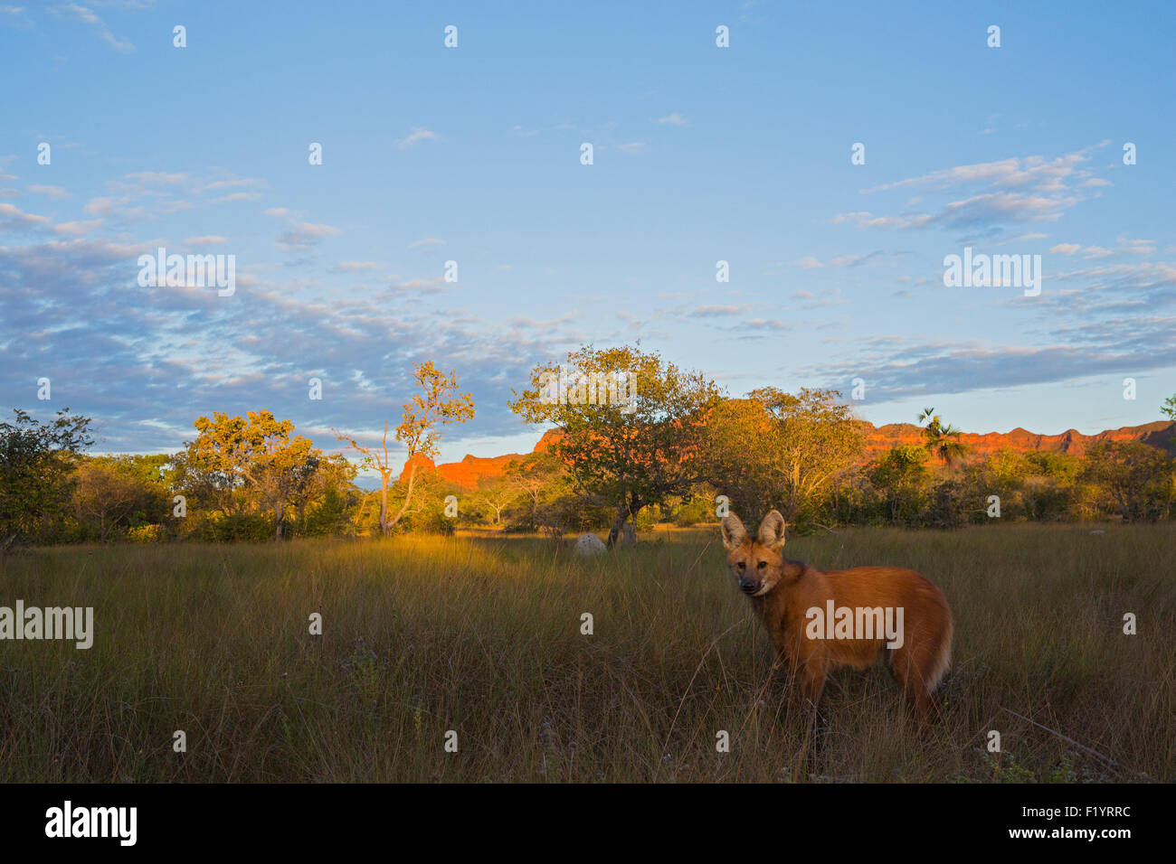 Lobo de crin (Chrysocyon brachyurus) cazador solitario y de hábitat de pastizales Cerrado Piaui Brasil Foto de stock