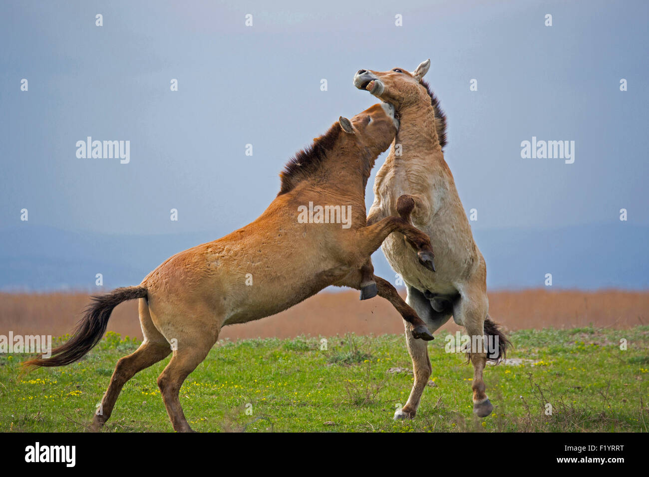 Caballo Przewalskis mongol, el caballo salvaje (Equus ferus przewalskii) Sementales combatiendo el Lago Neusiedl, Austria Foto de stock