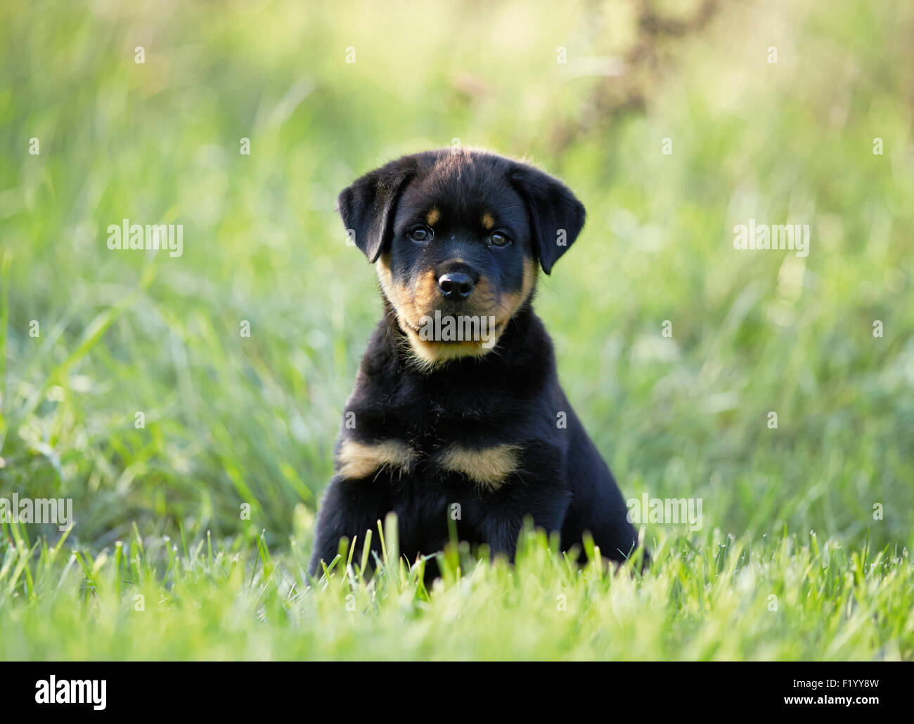 Rottweiler cachorro sentado césped Alemania Foto de stock