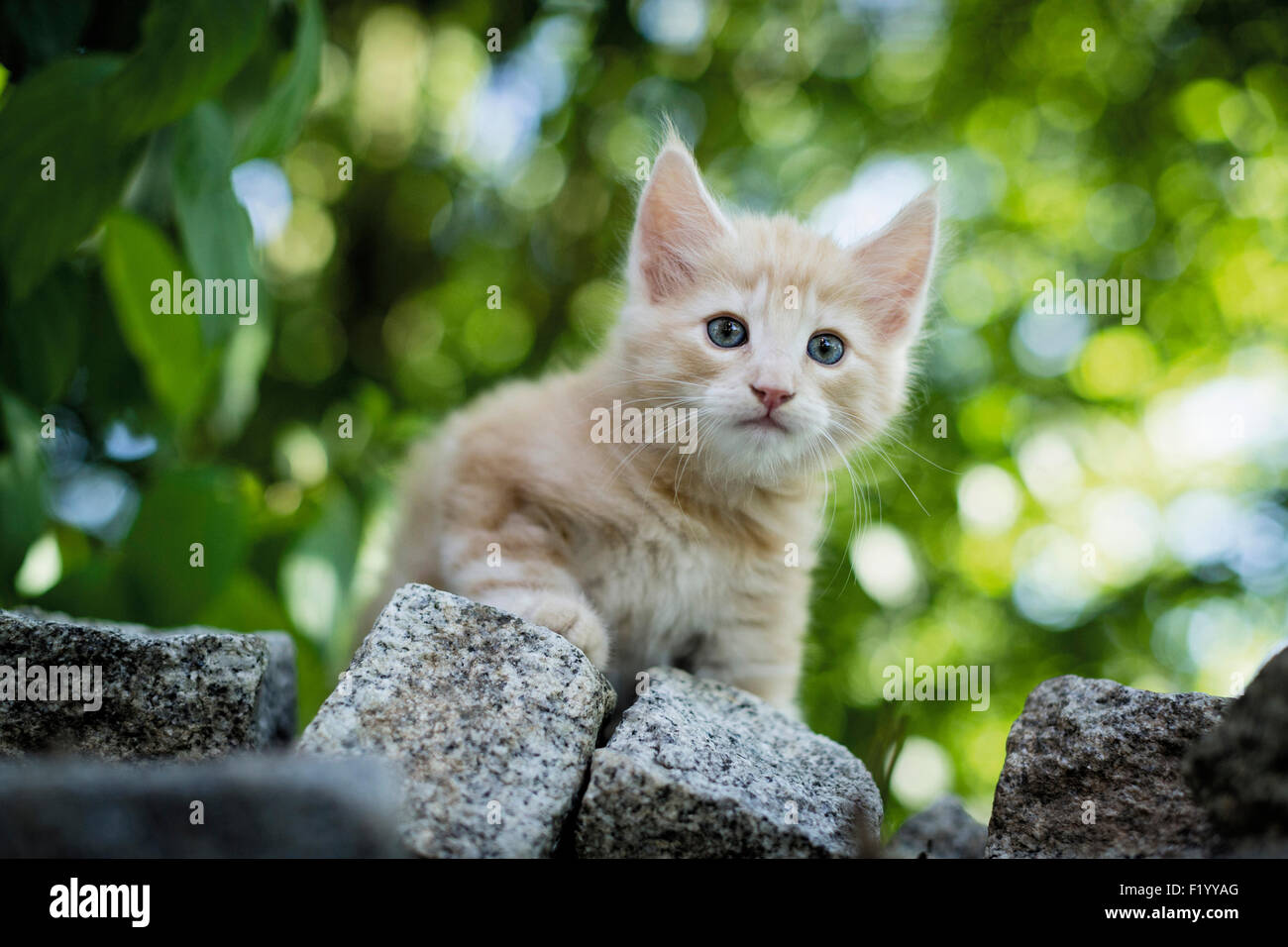 Bosque de Noruega Cat. Atigrado gatito de pie sobre adoquines Alemania Foto de stock