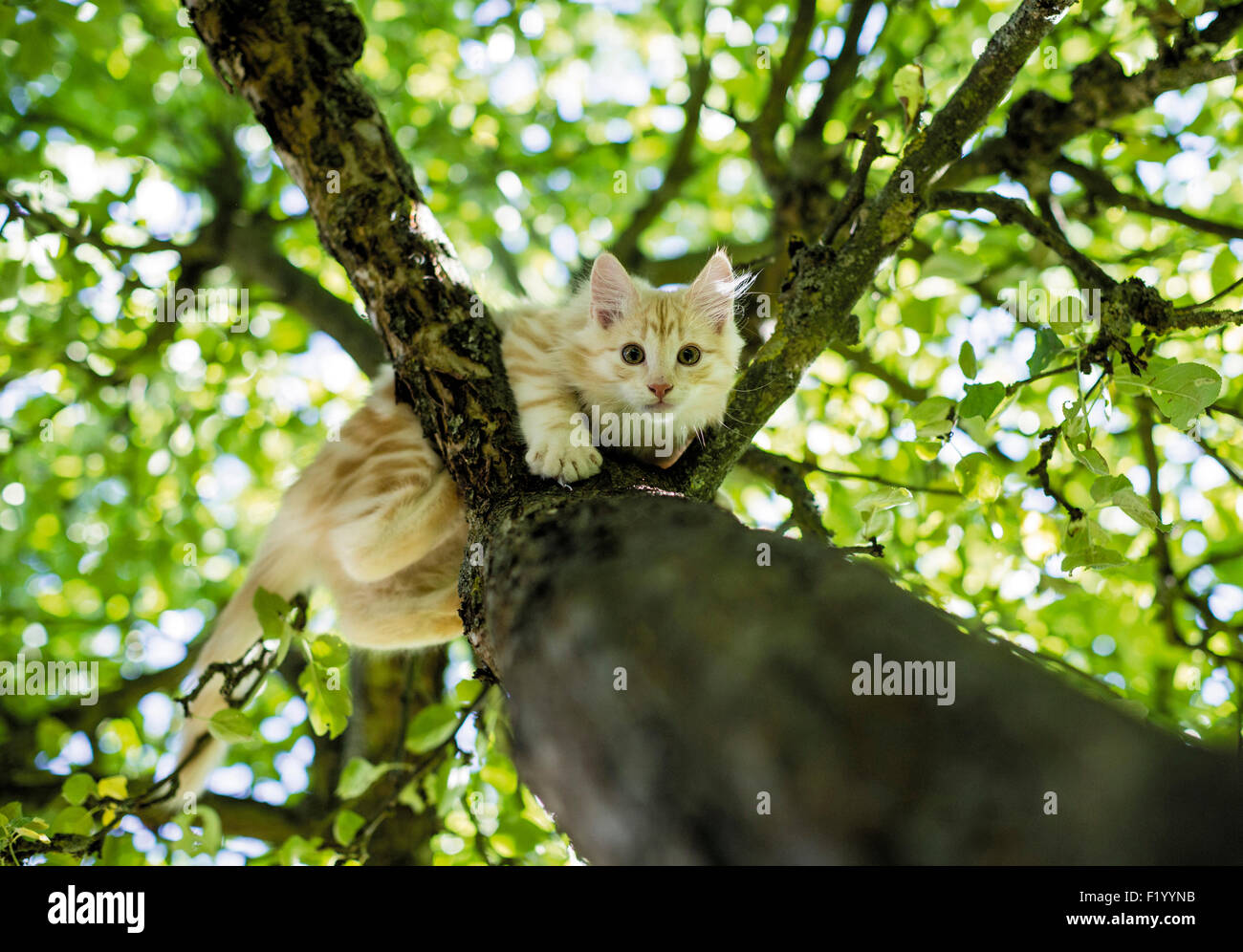 Gatito trepando arbol fotografías e imágenes de alta resolución - Alamy