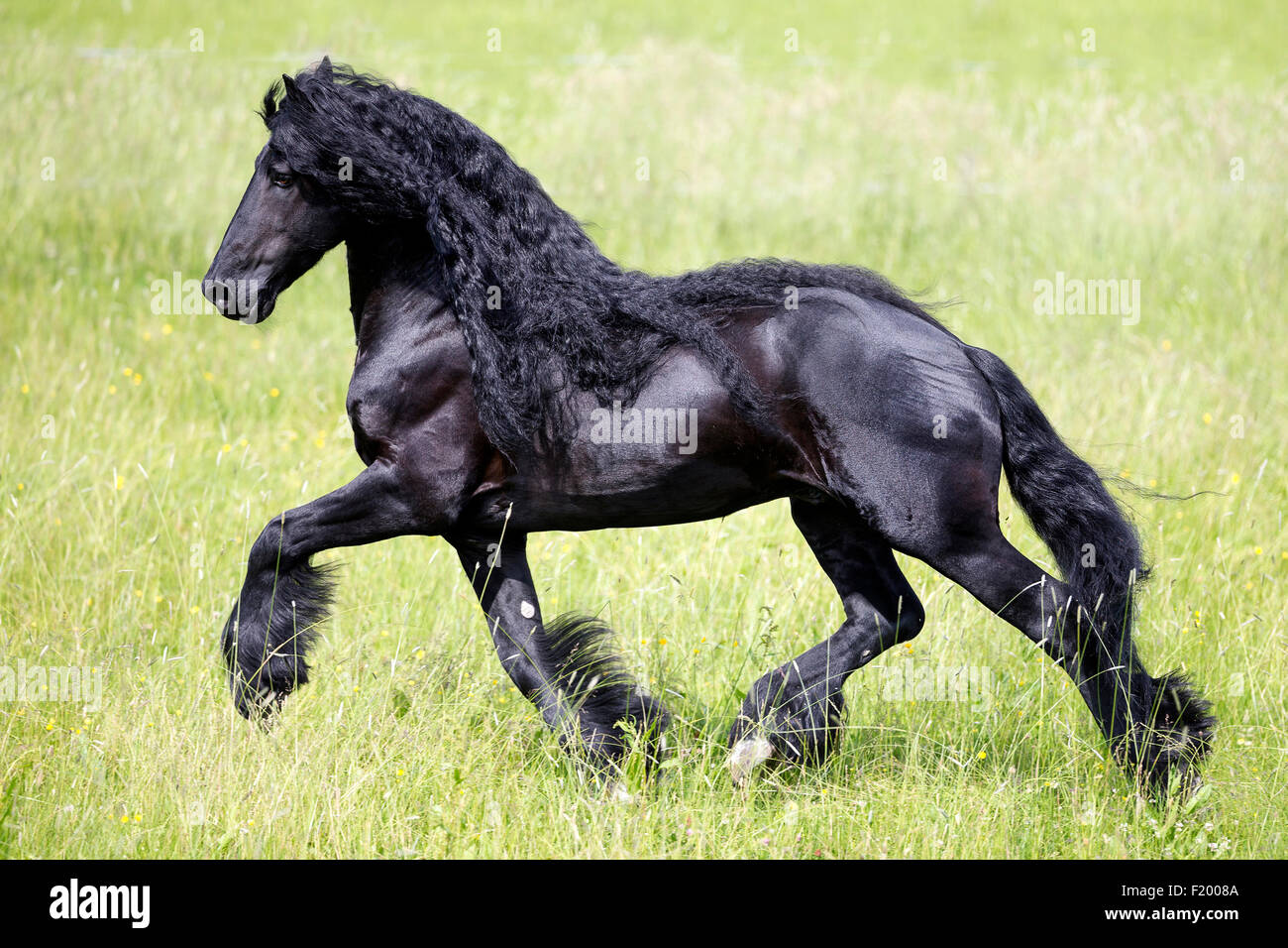 El frisón caballo semental negro pastura trote Alemania Foto de stock