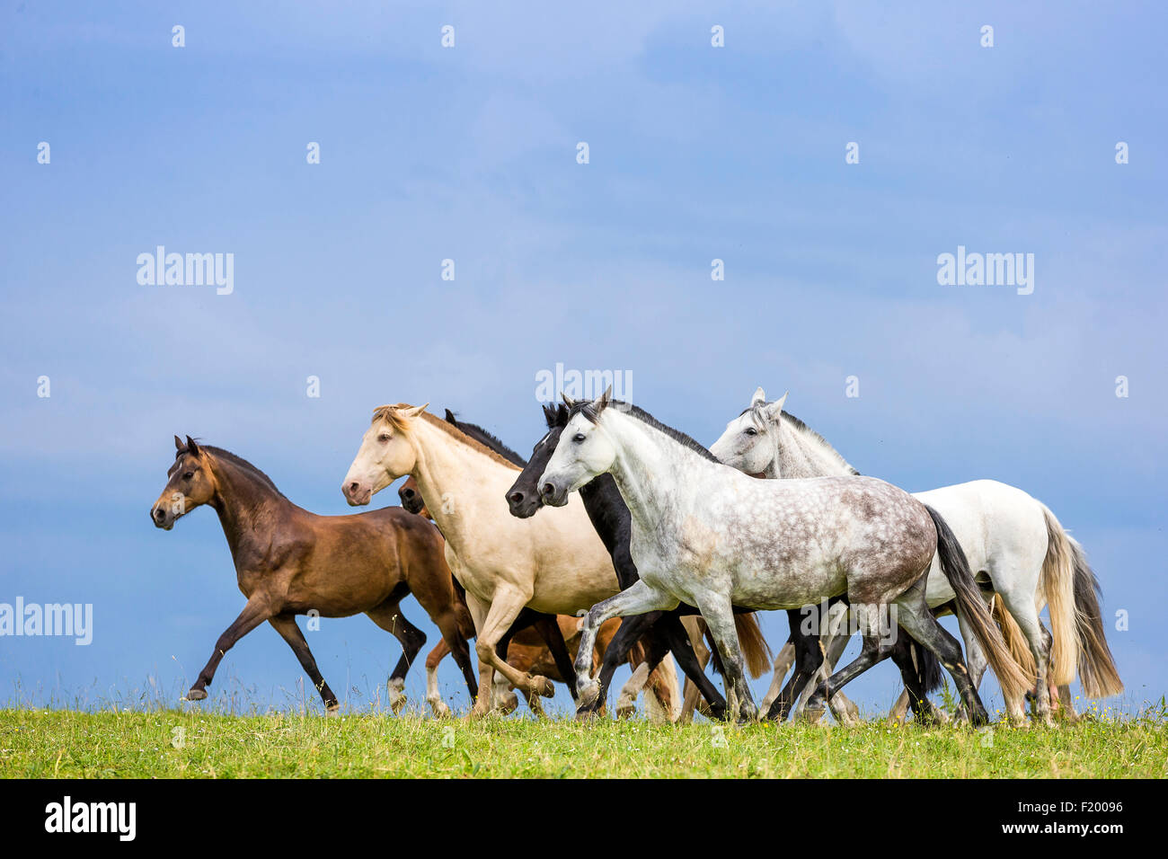 Caballo doméstico manada mixta de razas diferentes pastos trtting Alemania Foto de stock