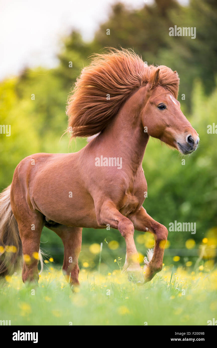 Caballo islandés Chestnut stallion pastura galopante Austria Foto de stock