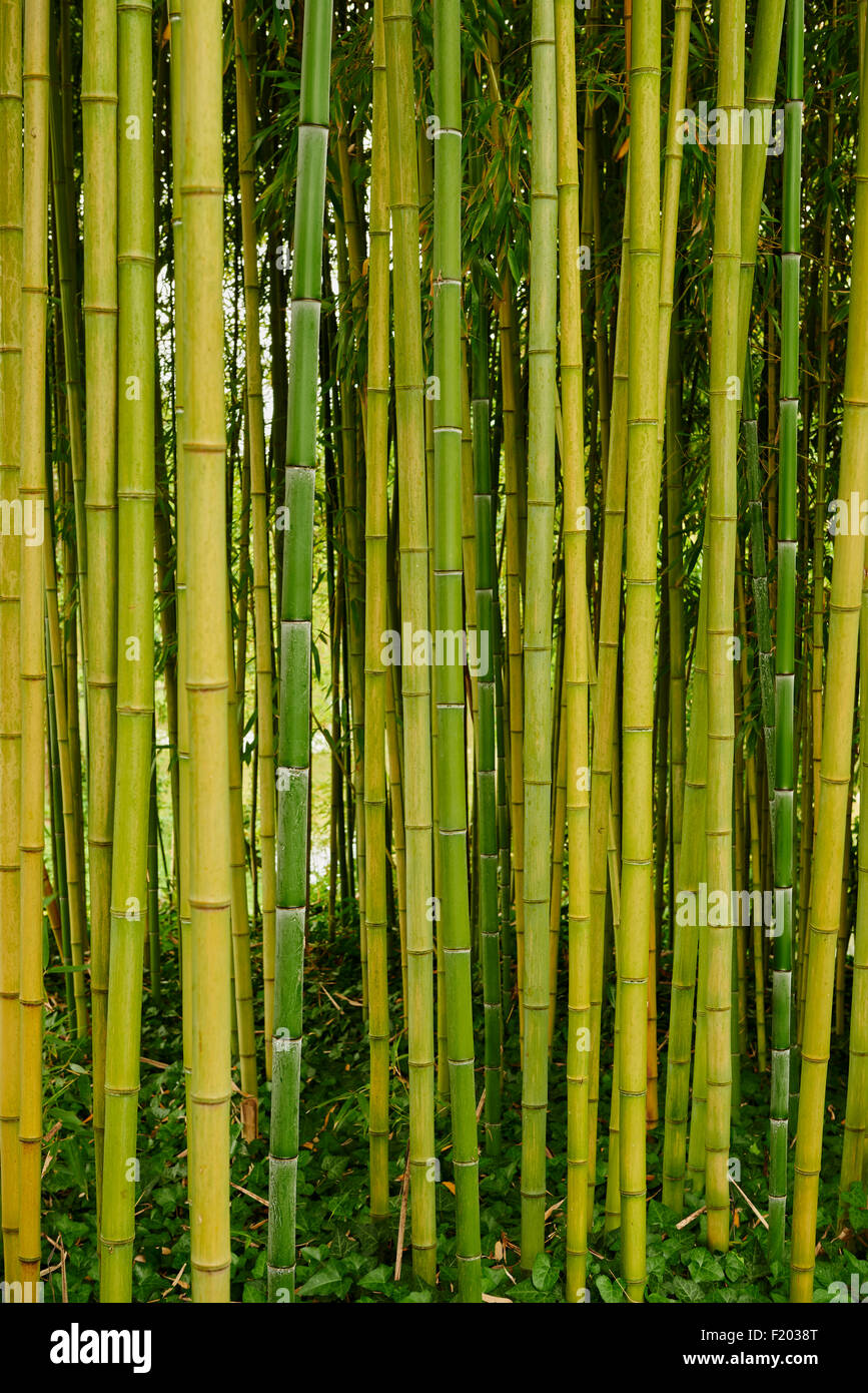 Cañas de bambú Foto de stock