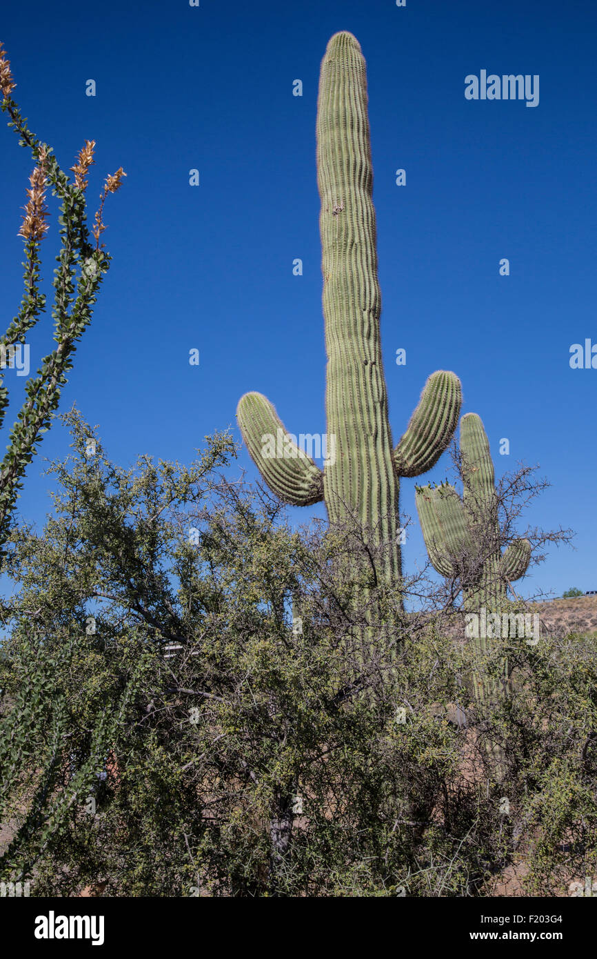 Desierto Sahuaros, Scottsdale, Arizona Foto de stock