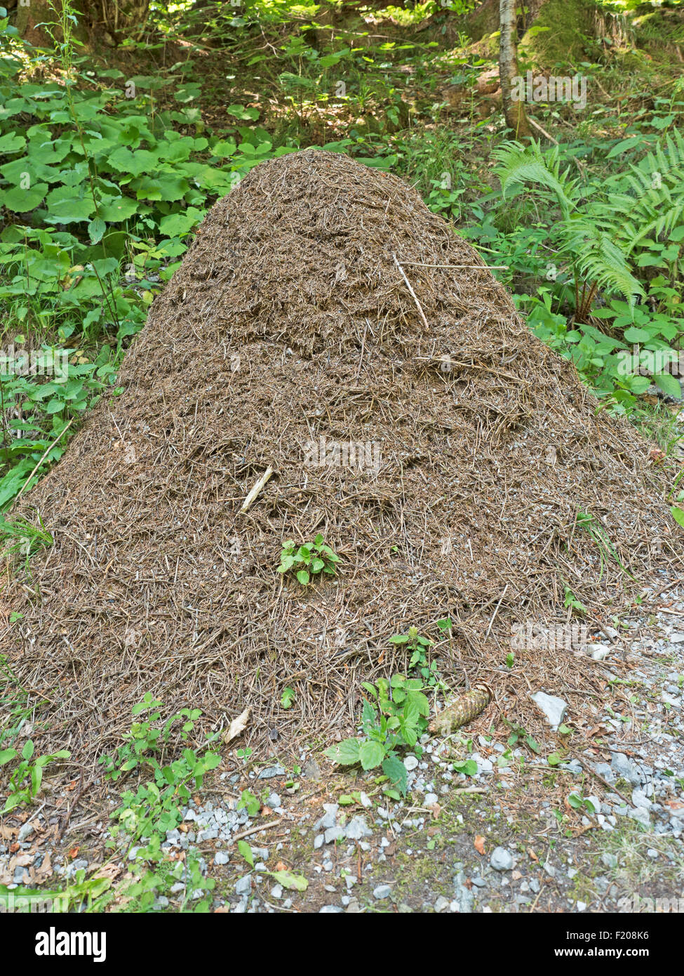 Ameisenhaufen Foto de stock