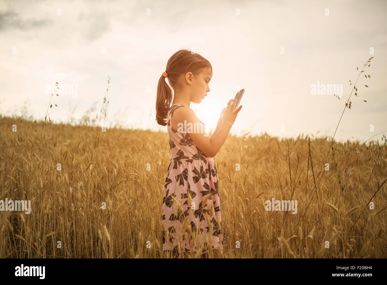 Niña concentrada en la pantalla táctil del smartphone en campo de trigo Foto de stock