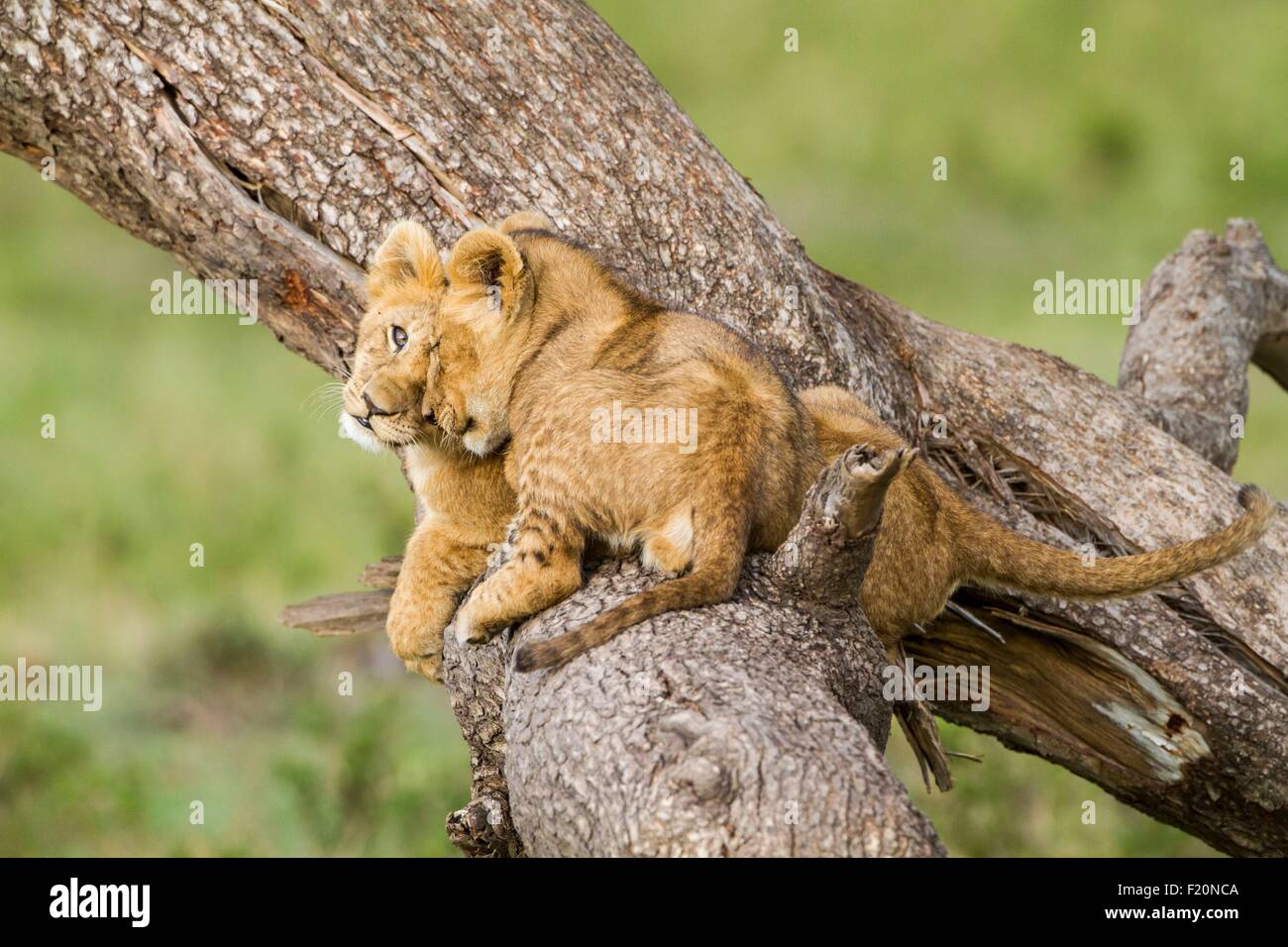 Kenya, Masai-Mara reserva de caza, el León (Panthera leo), Cachorros jugando Foto de stock