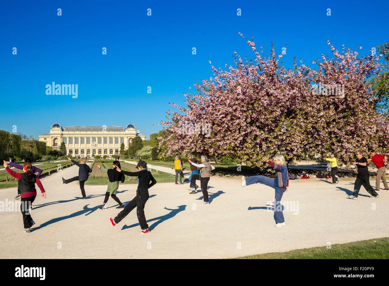Francia, Paris, Shi-Tai delante de un Prunus en flor, Jardin des Plantes en primavera Foto de stock