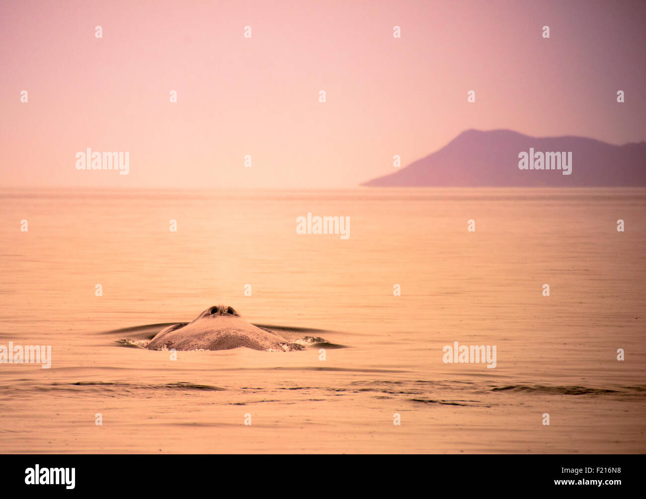 Revestimiento de la ballena azul. Foto de stock