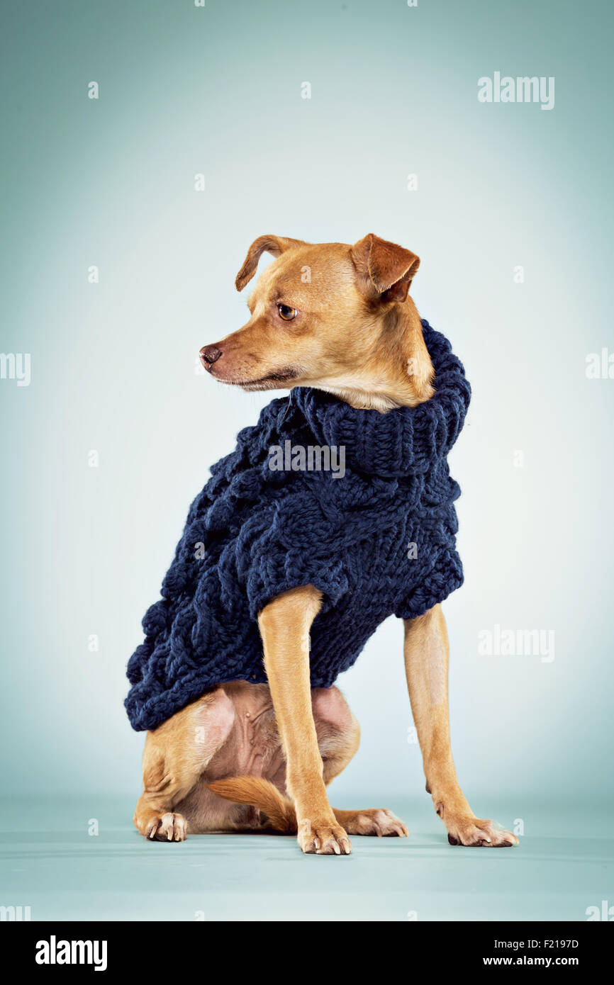 Chihuahua macho de perro en el suéter de lana en el studio como telón de fondo. Foto de stock