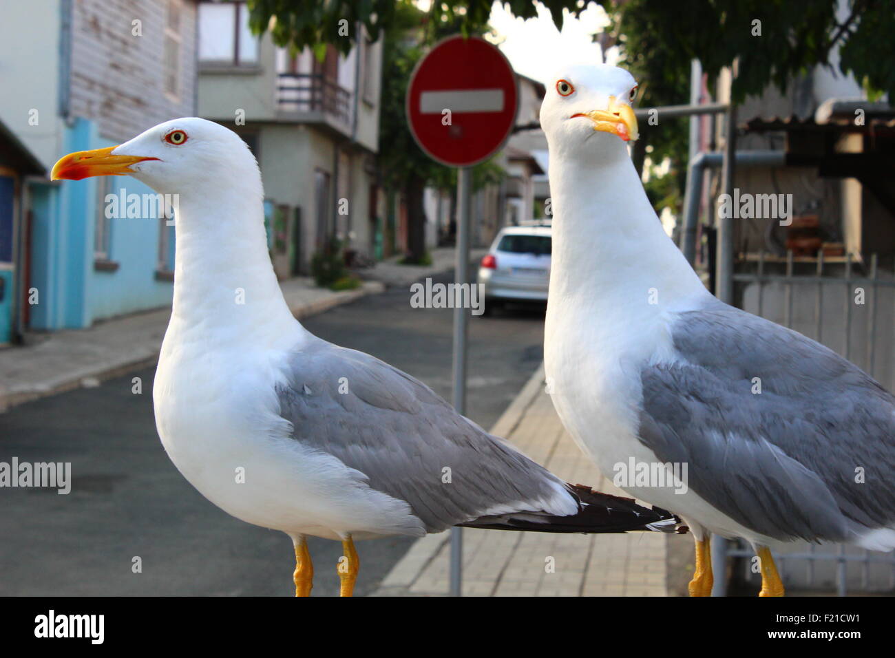 Dos gaviotas patrullando una calle unidireccional Foto de stock