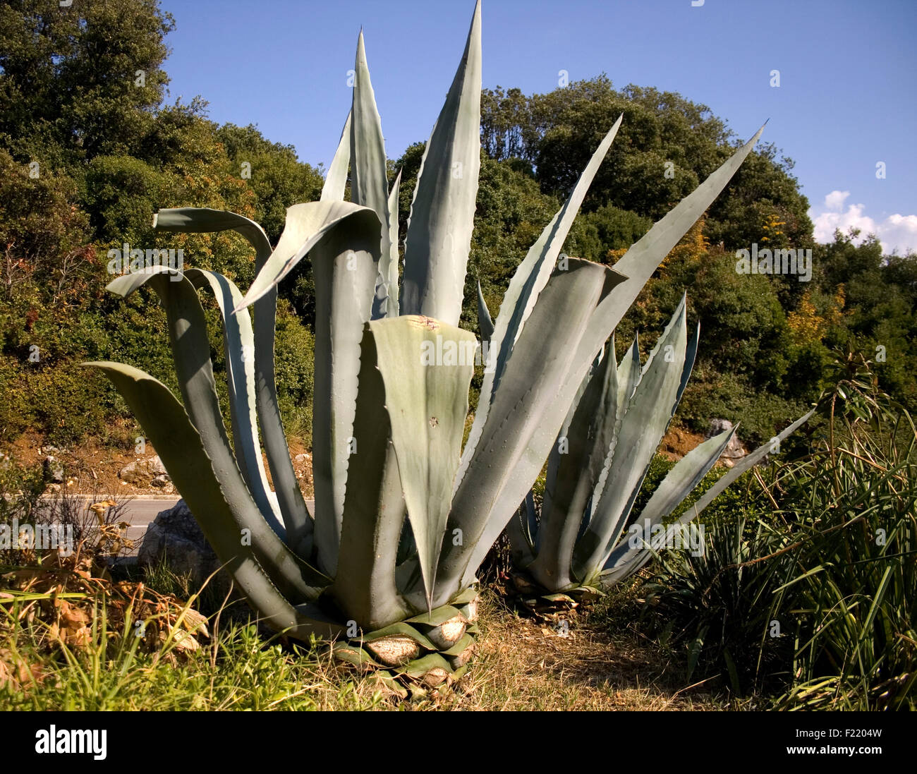 Foto de agave, una planta suculenta Foto de stock