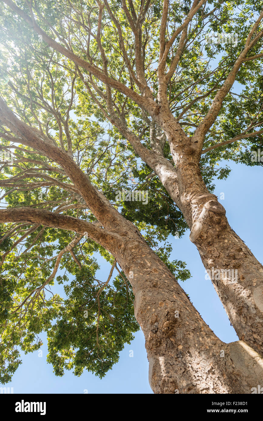  The Mahogany Tree * El árbol de caoba (English and